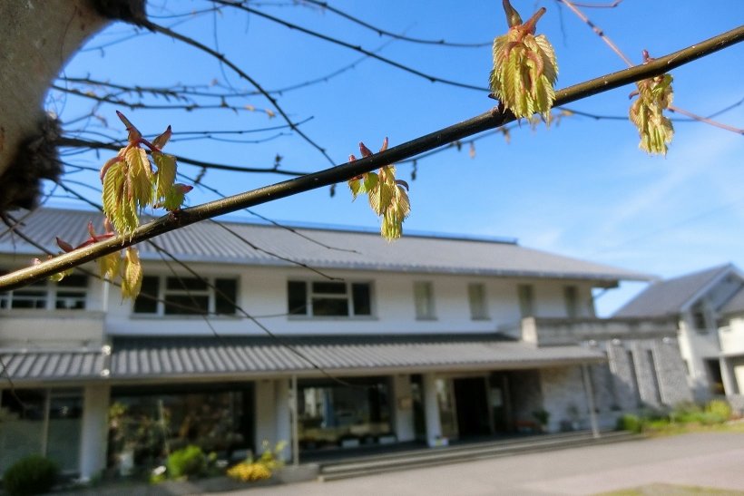 ちいさな葉っぱの写真