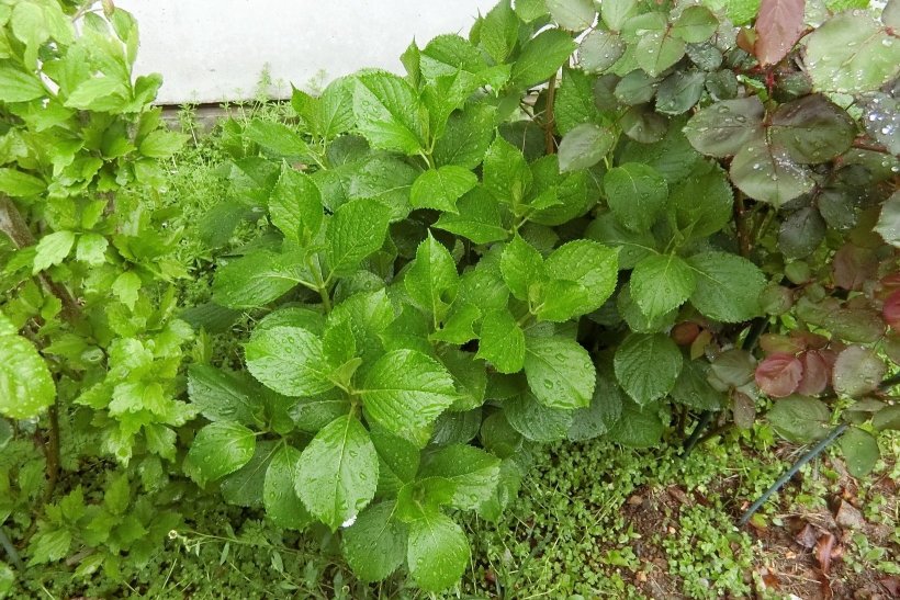 花壇に植えている青々としたアジサイ