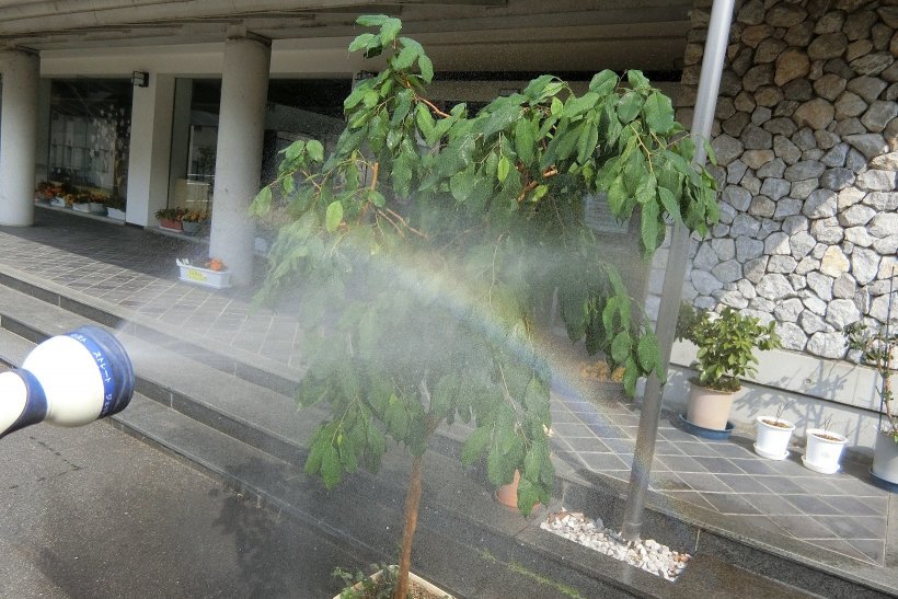 観葉植物の水やり