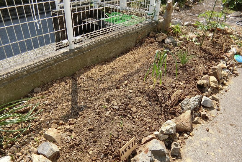 紫陽花移動後のスッキリした畑