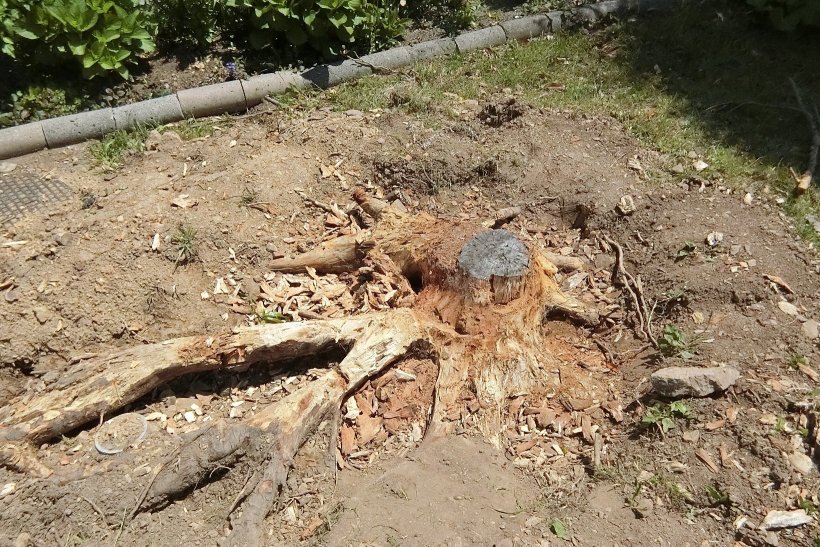 穴の中の切り株