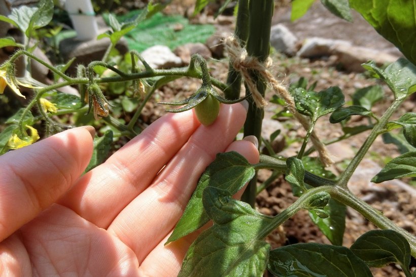 青少年の家　畑のトマト