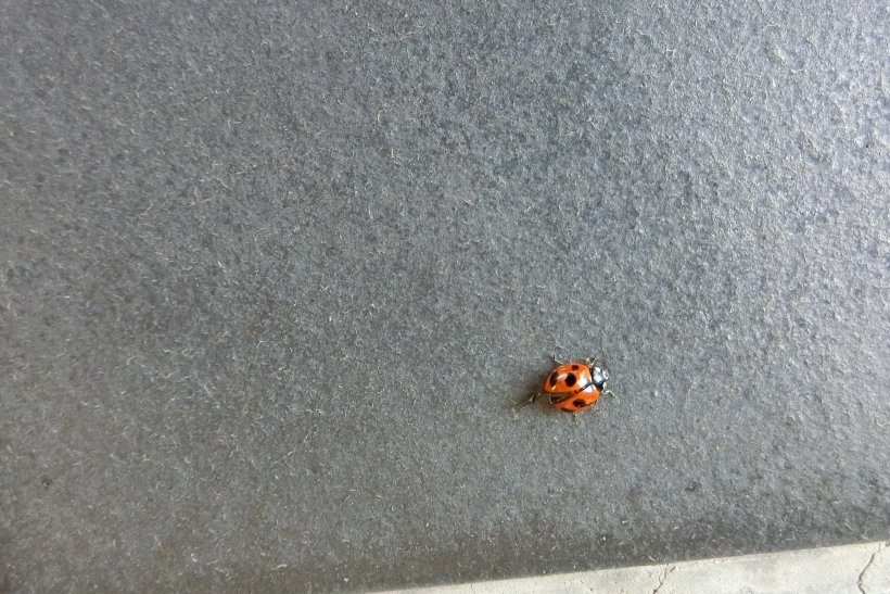 てんとうむしの写真