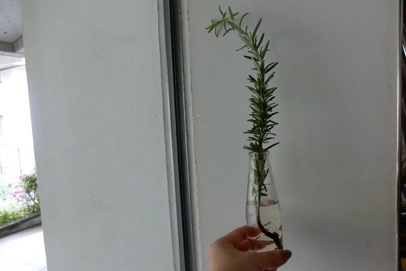 ローズマリー　写真