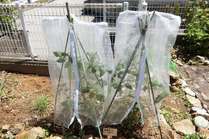 トマトの苗にネットがかかっている