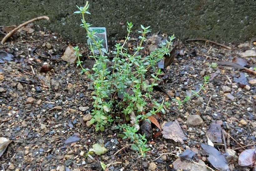 畑に植えたタイム