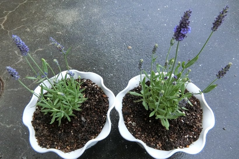 鉢植えのラベンダー