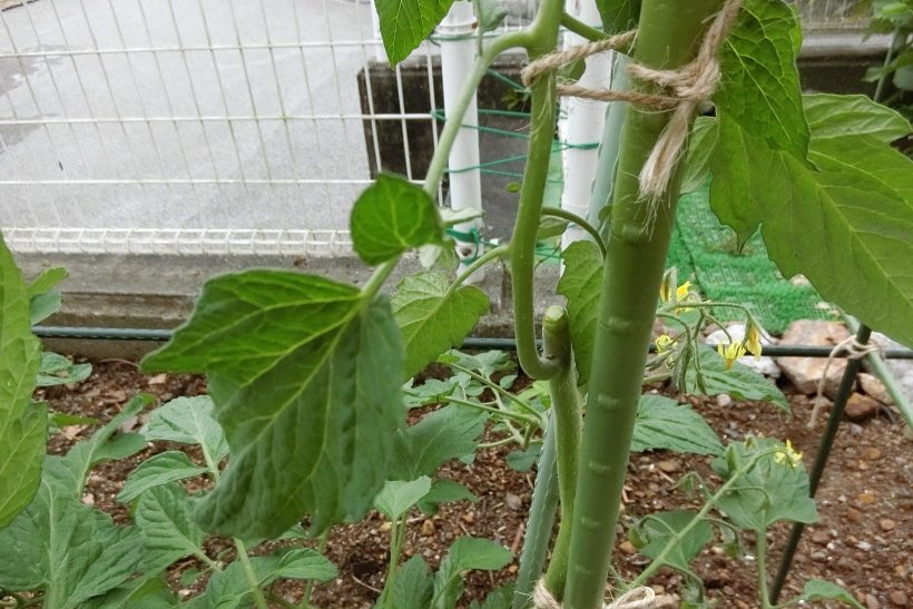 主軸が折れたトマト