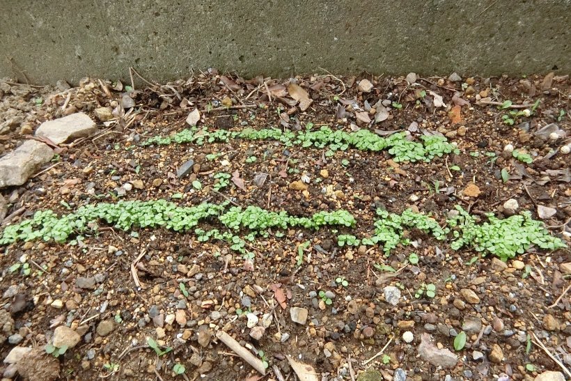 畑に生えたバジルの新芽