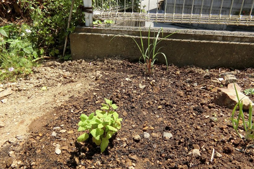 レモングラス・レモンバーム写真