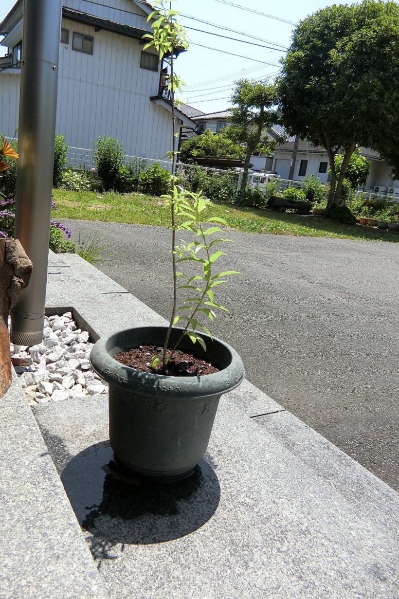 レモンマートルの写真