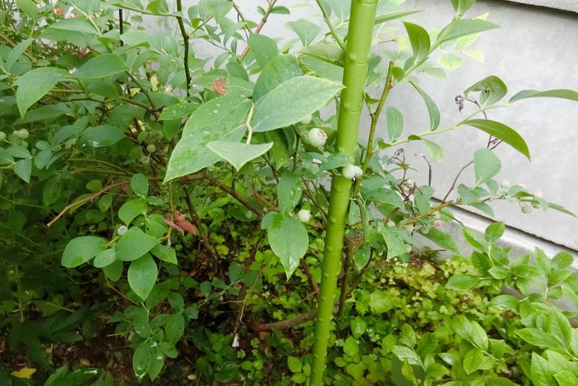 ブルーべリーの写真