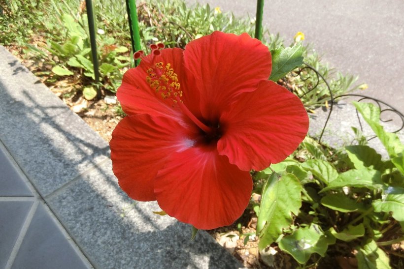 ハイビスカスの花