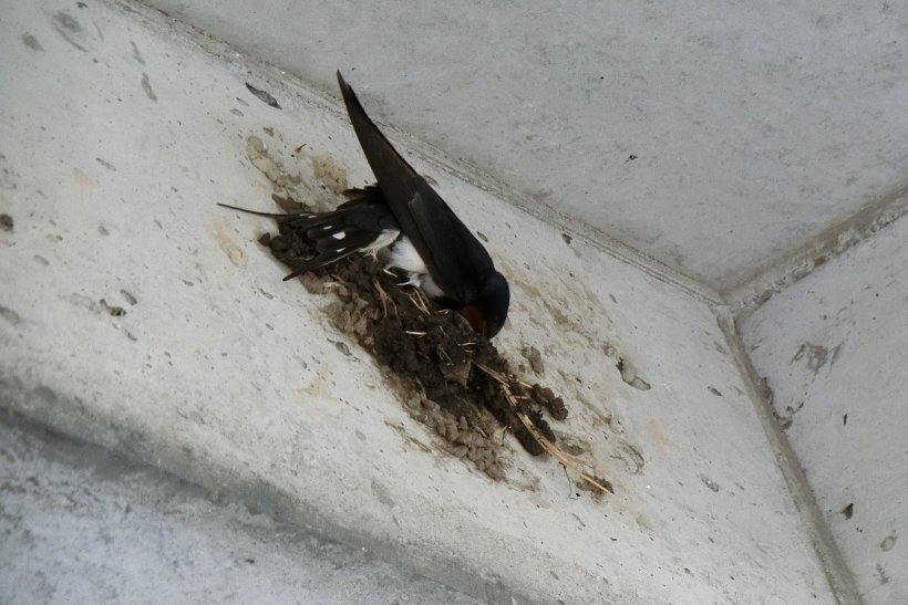 燕が巣をつくっている