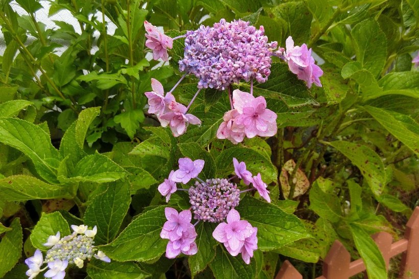 ピンクの紫陽花