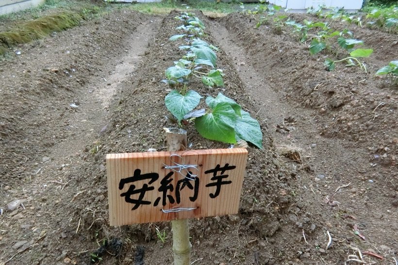 安納芋を植えた畝