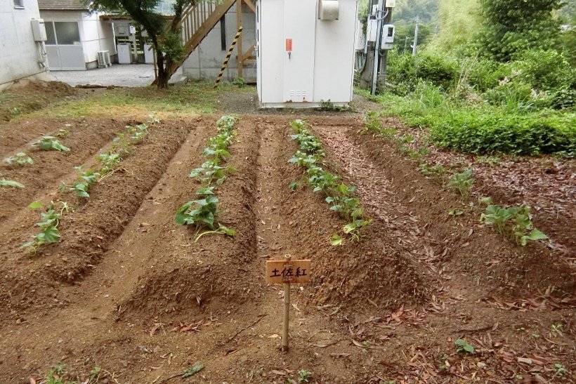 土佐紅を植えた畝