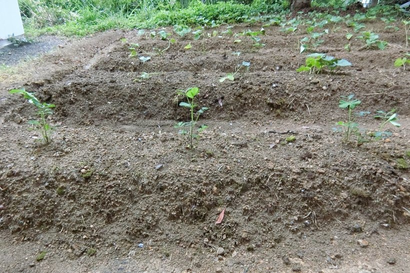 落花生苗全体画