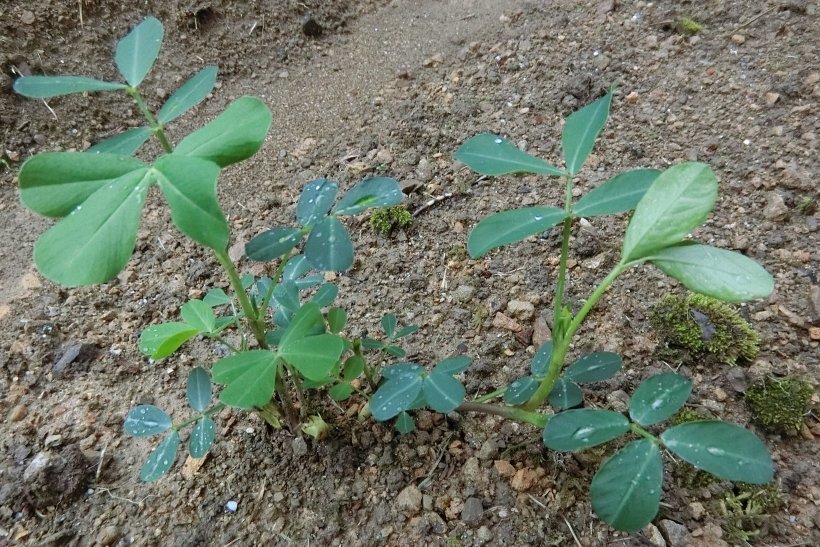 落花生苗アップ