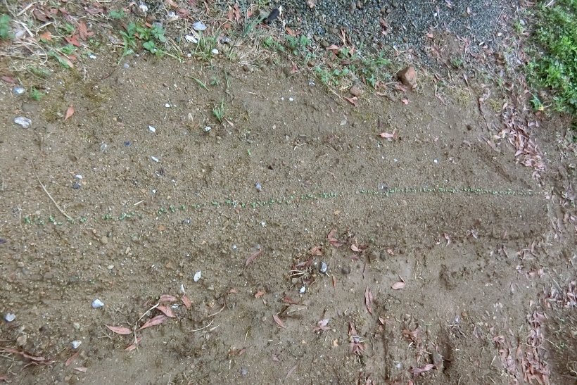 バジル畑第２弾