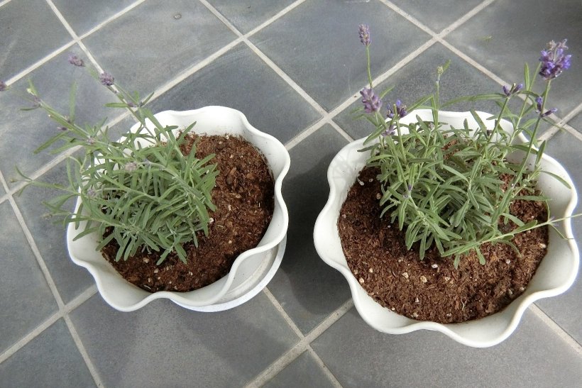 新しいラベンダー