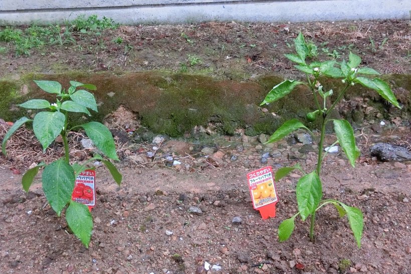 畑に植わっている2本のパプリカ