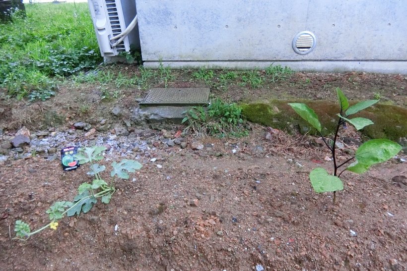 畑に植わっているスイカとナス