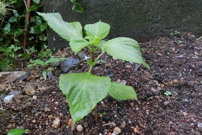 畑に植わっているシソ