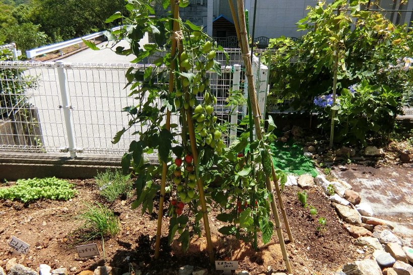 たくさん実をつけたトマト