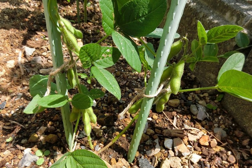 実のついた枝豆