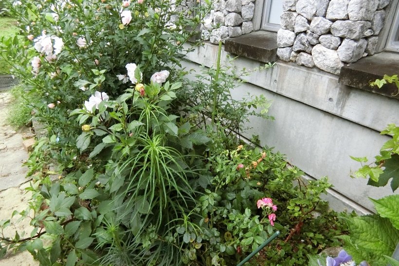 花に隠されたブルーベリーの木