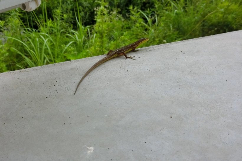 コンクリートの上のトカゲ