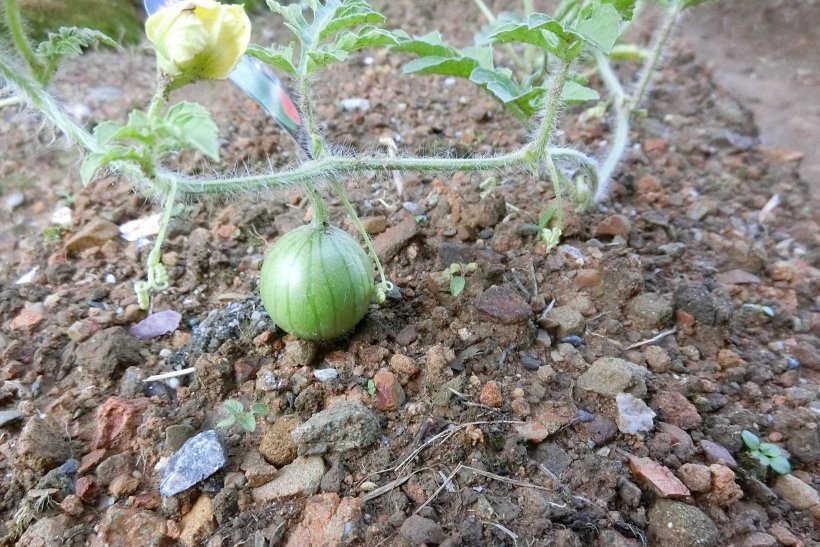 スイカの実