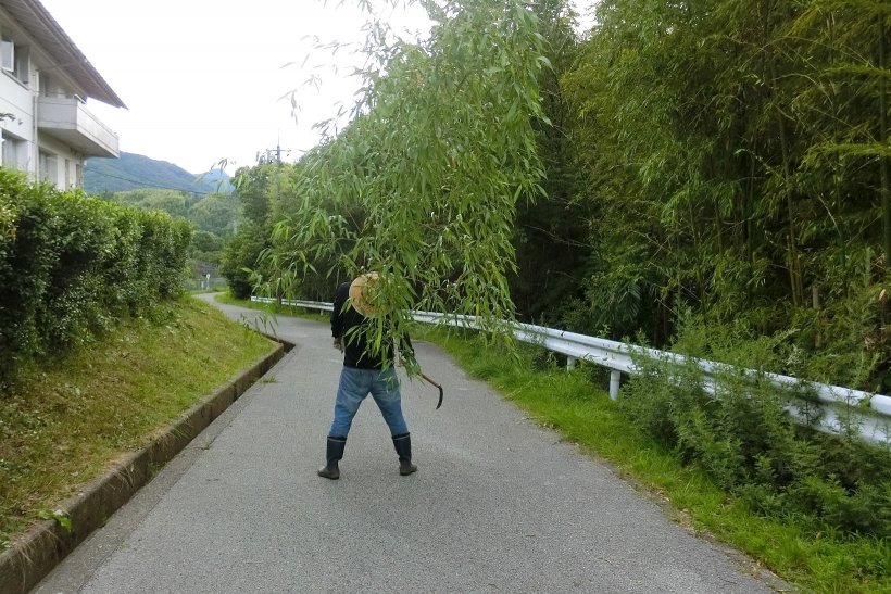 竹をとった写真