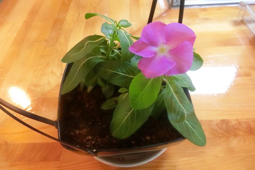 プランターに入った日日草