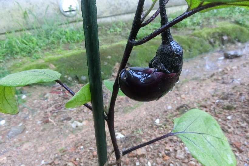 少し曲がったナス