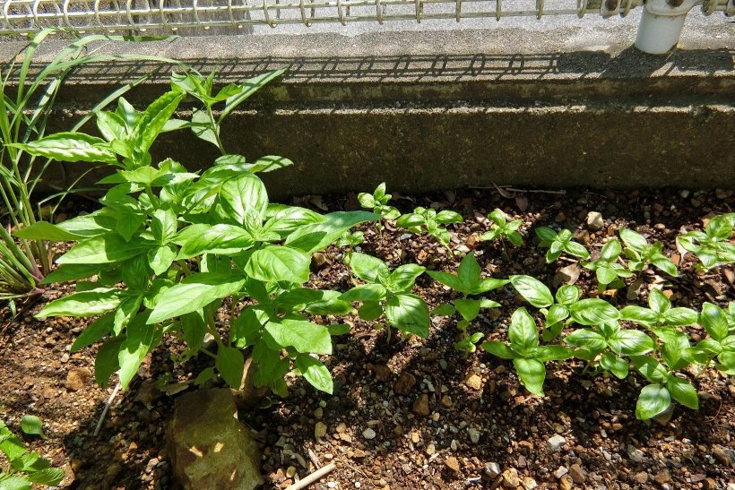 大きさが大小のバジル