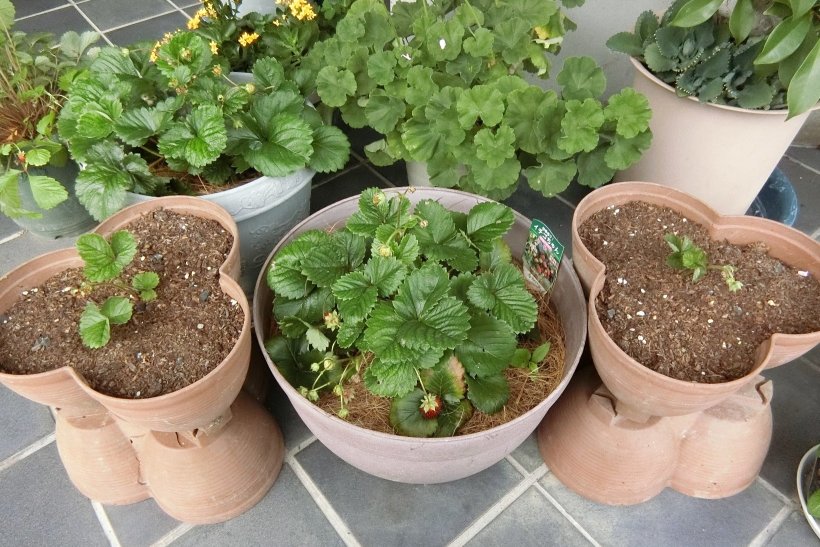 苺の親株と定着した苺