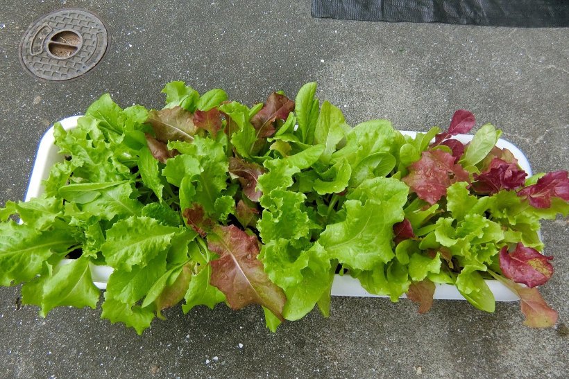 ミックスレタスがプランターいっぱいになっている