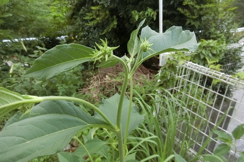 野生のひまわりのつぼみ