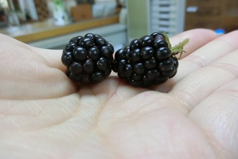 ブラックベリー