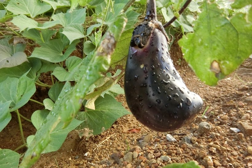 傷がありのナス