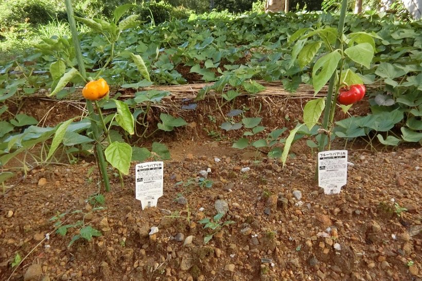 小さくなったパプリカ