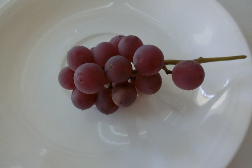 ピオーネの写真