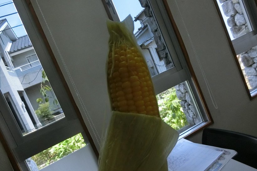 とうもろこしの写真