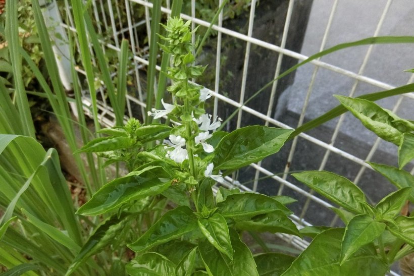 バジルの花