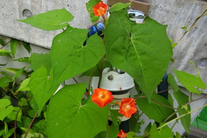 小さいオレンジ色の朝顔