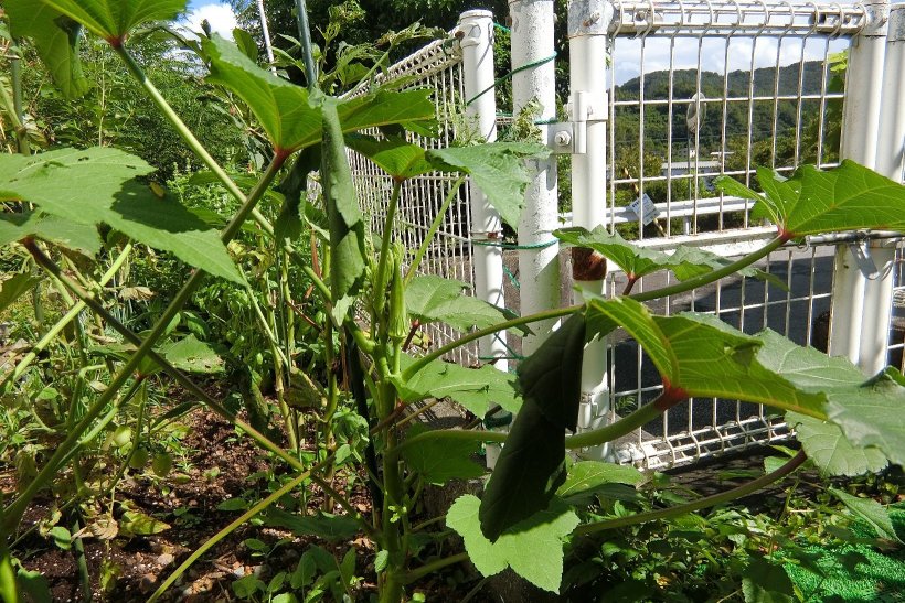 オクラの葉っぱが丸まっている