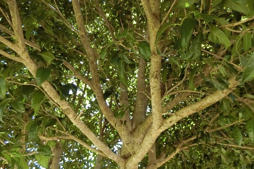 きんもくせいの写真