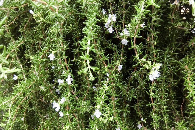 ローズマリーの花